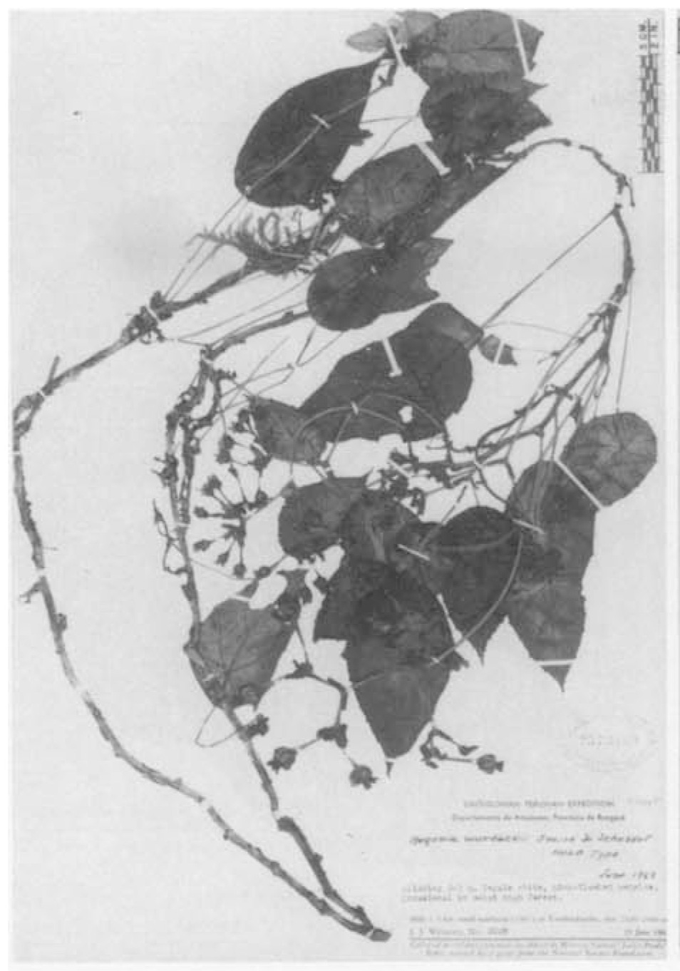 B. wurdackii